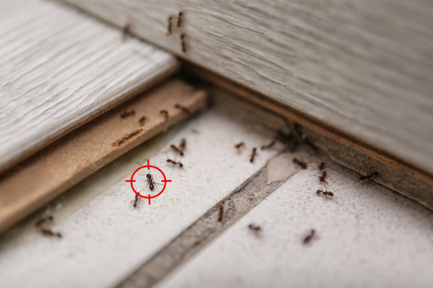Best Emergency Pest Control  in Maryvle, IL