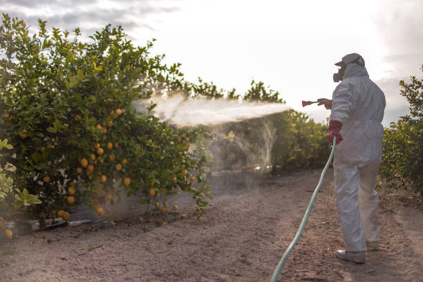 Best Affordable Pest Control Services  in Maryvle, IL