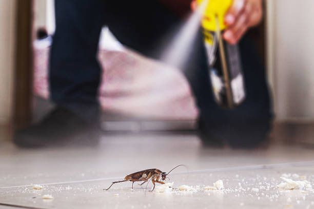 Best Termite Control Services  in Maryvle, IL